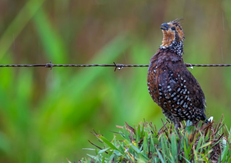 Crested Bobwhite (Colinus cristatus)
