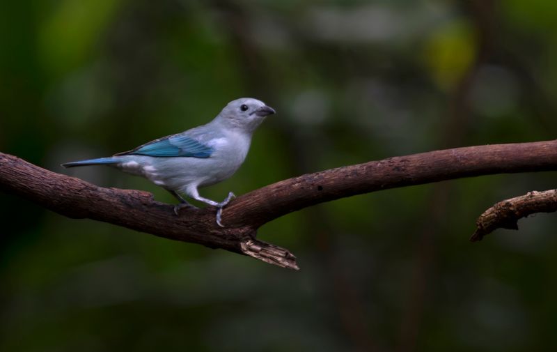 Blue-grey Tanager (Thraupis episcopus)