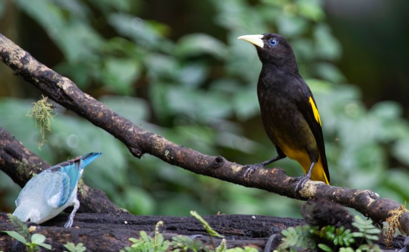 Yellow-rumped Cacique (Cacicus cela)