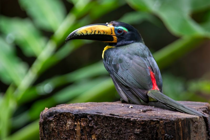 Lettered Aracari (Pteroglossus inscriptus humboldti) RN Rancho Camaná, Meta, Colombia