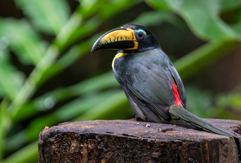 Lettered Aracari (Pteroglossus inscriptus humboldti) RN Rancho Camaná, Meta, Colombia