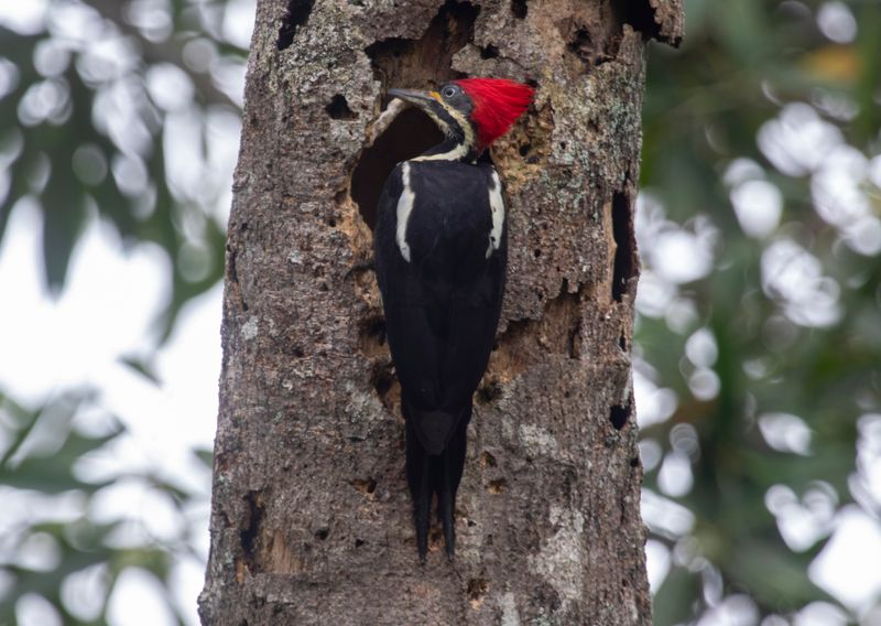 Lineated Woodpecker (Dryocopus lineatus) Hato La Aurora Nature Reserve, Ecolodge Juan Solito, Casanare, Colombia