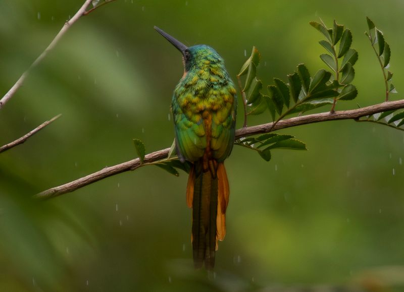 Rufous-tailed Jacamar (Galbula ruficauda ruficauda) Hato La Aurora Nature Reserve, Ecolodge Juan Solito, Casanare, Colombia