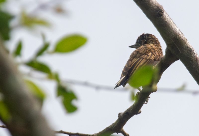 Scaled Piculet (Picumnus squamulatus)