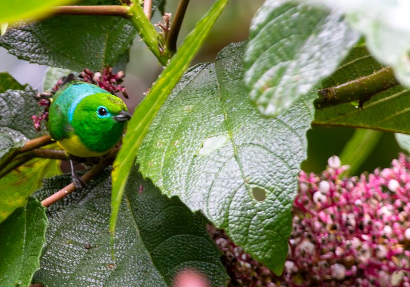 Blue-naped Chlorophonia (Chlorophonia cyanea longipennis) RN Rancho Camaná, Meta, Colombia