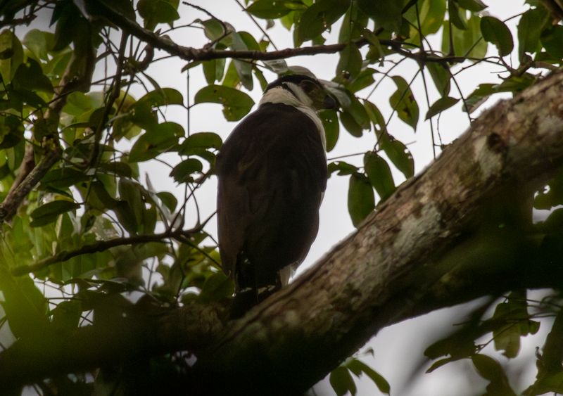 Collared Forest Falcon (Micrastur semitorquatus) Hato La Aurora Nature Reserve, Ecolodge Juan Solito, Casanare, Colombia