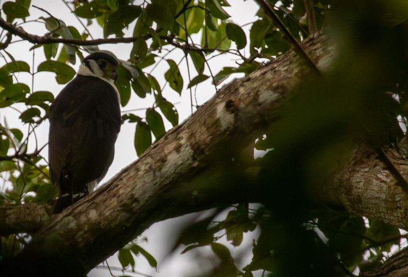 Collared Forest Falcon (Micrastur semitorquatus) Hato La Aurora Nature Reserve, Ecolodge Juan Solito, Casanare, Colombia