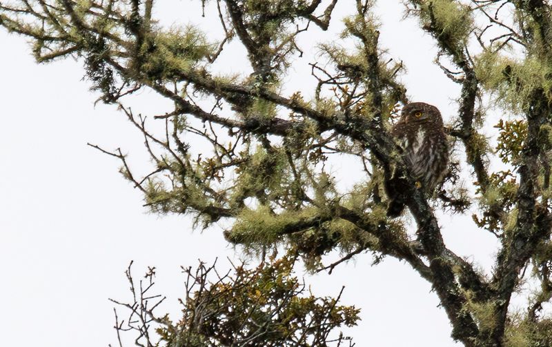 Andean Pygmy Owl (Glaucidium jardinii)