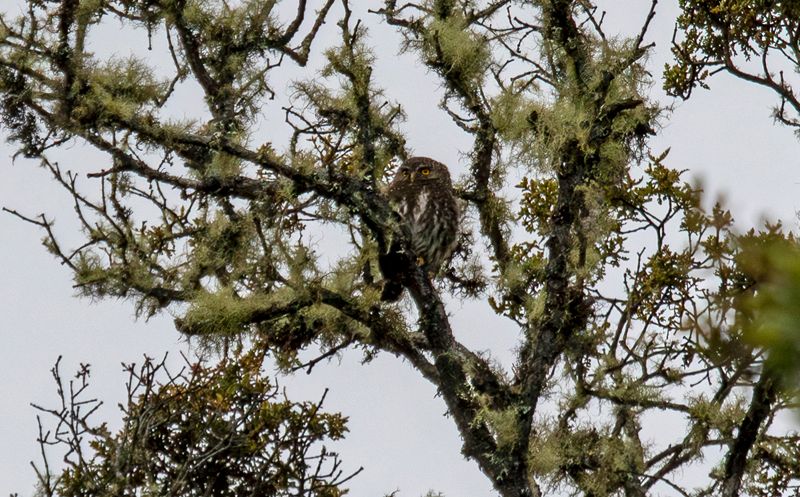 Andean Pygmy Owl (Glaucidium jardinii) RFP Páramo Grande, Cundinamarca, Colombia
