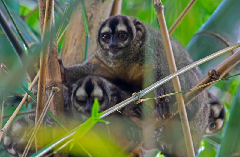 Brumback's Night Monkey (Aotus brumbacki) RN Rancho Camaná, Meta, Colombia