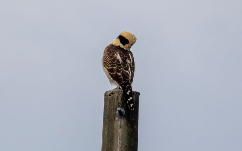 Laughing Falcon (Herpetotheres cachinnans) Villavicencio, Meta, Colombia