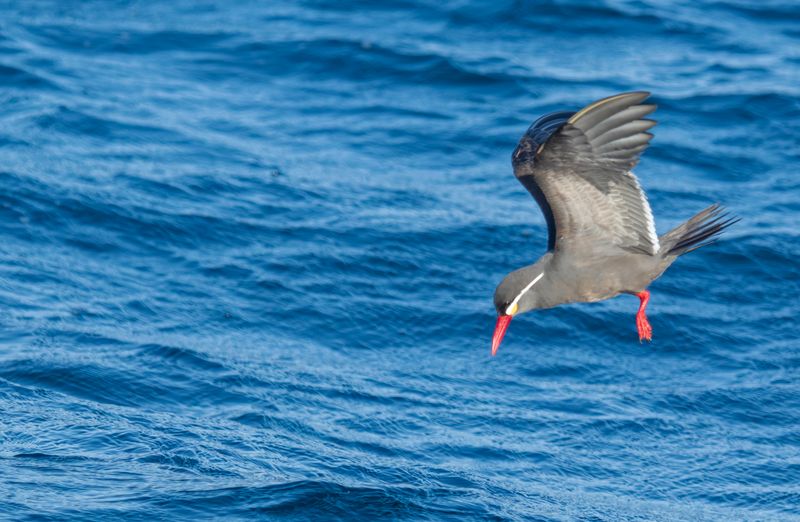 Inca Tern (Larosterna inca) Chile - Pacific Ocean - Valparaiso pelagic
