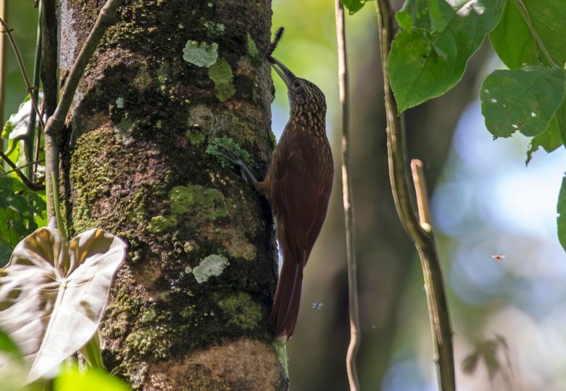Buff-throated Woodcreeper (Xiphorhynchus guttatus polystictus) Bosque Bavaria, Meta, Colombia