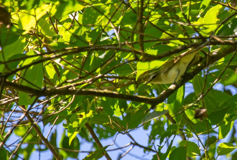 Red-eyed Vireo (Vireo olivaceus) Bosque Bavaria, Meta, Colombia