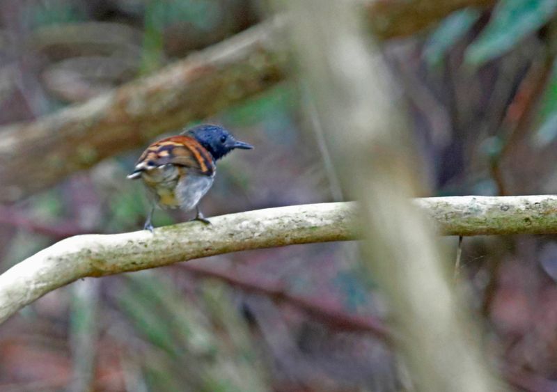 Spotted Antbird (Hylophylax naevioides) Pipeline Road, Parque Nacional Soberanía, Panama