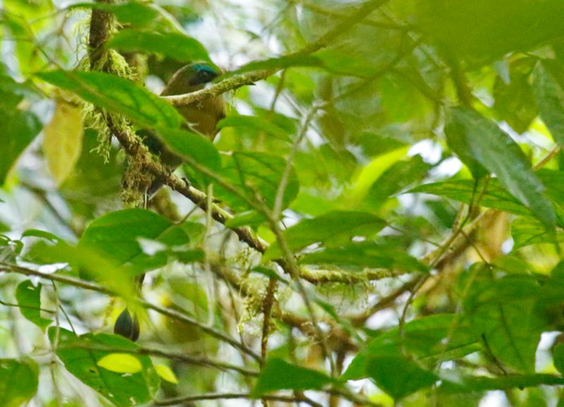 Keel-billed Motmot (Electron carinatum) Volcán Tenorio NP, Costa Rica