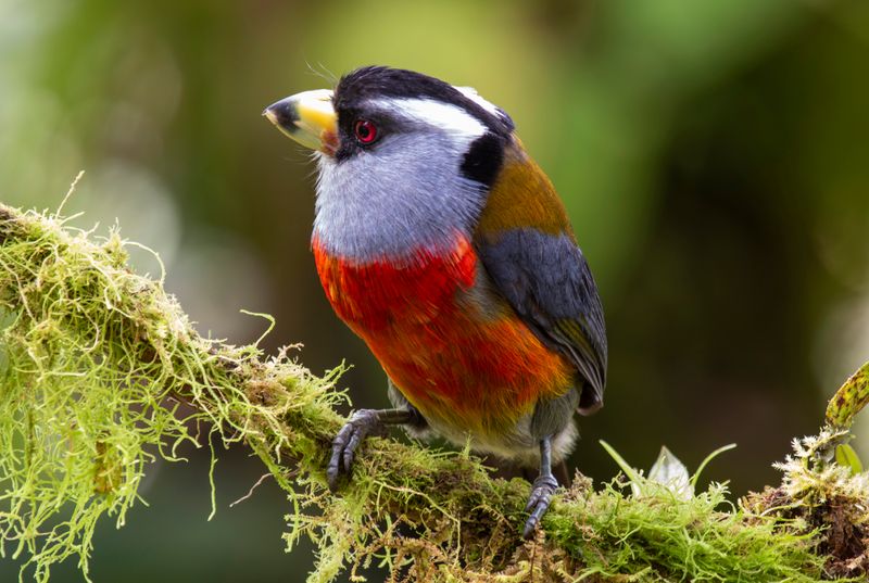 Toucan Barbet (Semnornis ramphastinus caucae) Comederos de Doña Dora, Valle del Cauca, Colombia