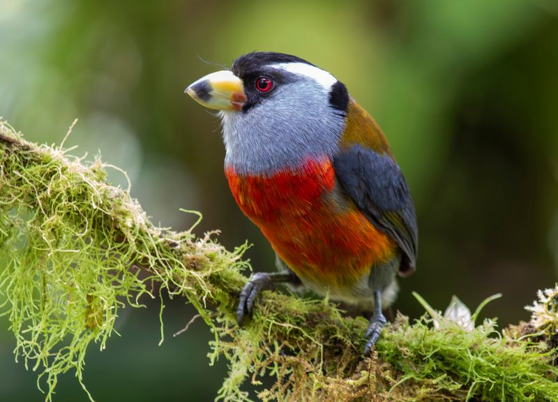 Toucan Barbet (Semnornis ramphastinus caucae) Comederos de Doña Dora, Valle del Cauca, Colombia