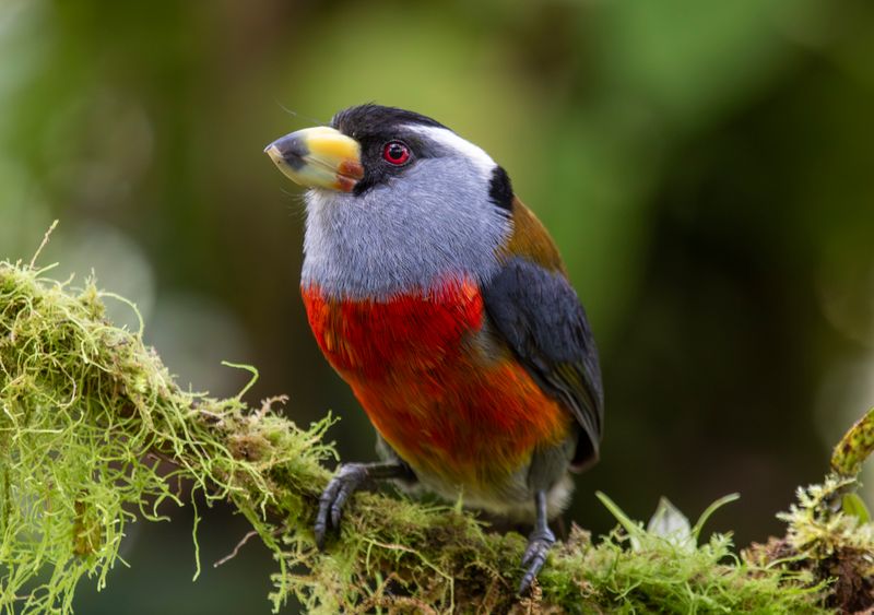 Toucan Barbet (Semnornis ramphastinus caucae) Comederos de Doña Dora, Valle del Cauca, Colombia