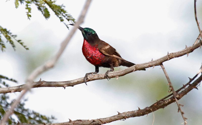 Scarlet-chested Sunbird (Chalcomitra senegalensis) South Bank Road, Lower River, Gambia