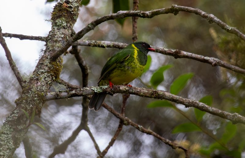 Green-and-black Fruiteater (Pipreola riefferii) Observatorio de aves, Reserva Bosque Guajira, Cundinamarca Colombia