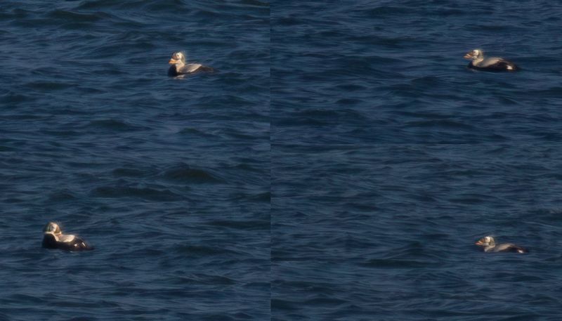 Spectacled Eider (Somateria fischeri) IJzeren Kaap, Waddenzee, Texel