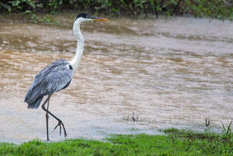 Cocoi Heron (Ardea cocoi)