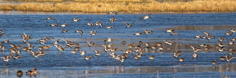 Black-tailed Godwit (Limosa limosa) Ouderkerk aan de Amstel - Landje van Geijsel (NH)