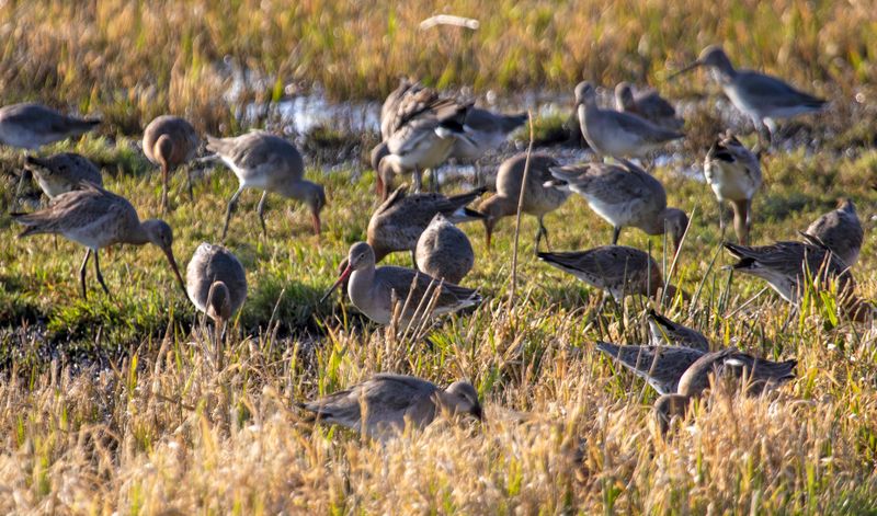 Black-tailed Godwit (Limosa limosa) Ouderkerk aan de Amstel - Landje van Geijsel (NH) 