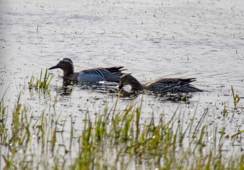 Garganey (Spatula querquedula) Ouderkerk aan de Amstel - Landje van Geijsel (NH)