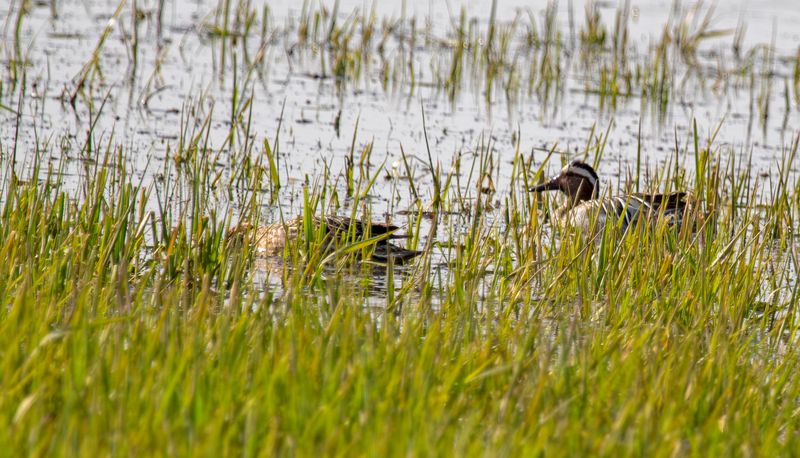Garganey (Spatula querquedula) Ouderkerk aan de Amstel - Landje van Geijsel (NH)
