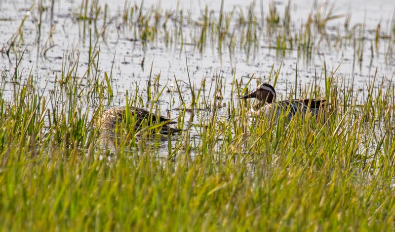 Garganey (Spatula querquedula) Ouderkerk aan de Amstel - Landje van Geijsel (NH)