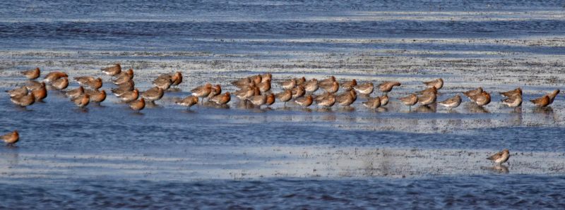 Icelandic Black-tailed Godwit (Limosa limosa islandica) Ouderkerk aan de Amstel - Landje van Geijsel (NH)