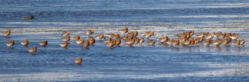 Icelandic Black-tailed Godwit (Limosa limosa islandica) Ouderkerk aan de Amstel - Landje van Geijsel (NH)
