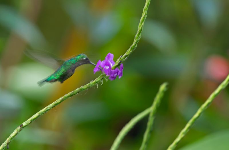 Apodiformes: Trochilidae - Hummingbirds