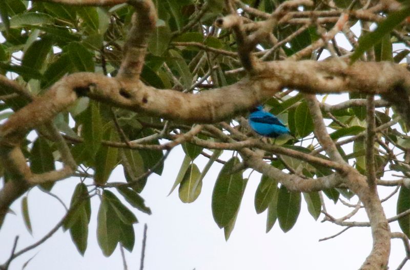 Blue Cotinga (Cotinga nattererii) Pipeline Road, Parque Nacional Soberanía, Panama