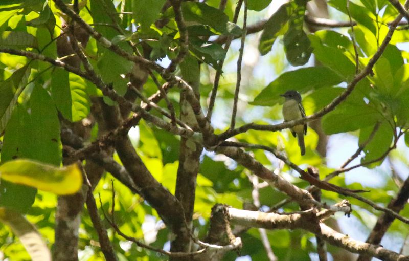 Choco Elaenia (Myiopagis parambae absita) Pipeline Road, Parque Nacional Soberanía, Panama
