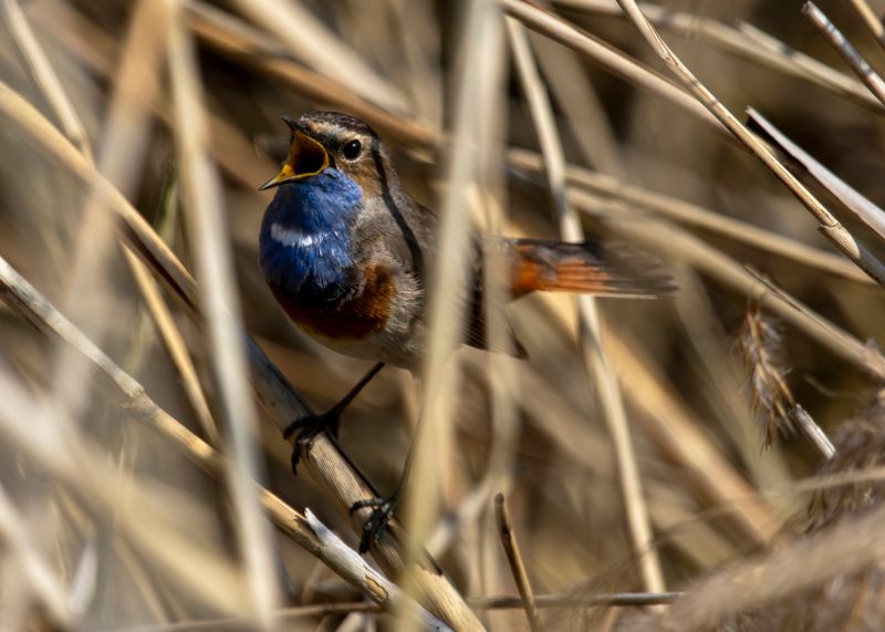 White-spotted Bluethroat (Luscinia svecica cyanecula) Berkel en Rodenrijs - Nieuwe Droogmaking (ZH)