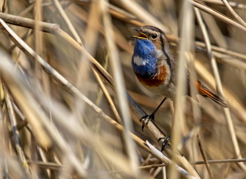 White-spotted Bluethroat (Luscinia svecica cyanecula) Berkel en Rodenrijs - Nieuwe Droogmaking (ZH)