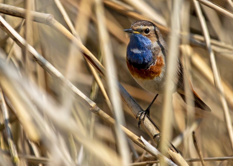 White-spotted Bluethroat (Luscinia svecica cyanecula) Berkel en Rodenrijs - Nieuwe Droogmaking (ZH)