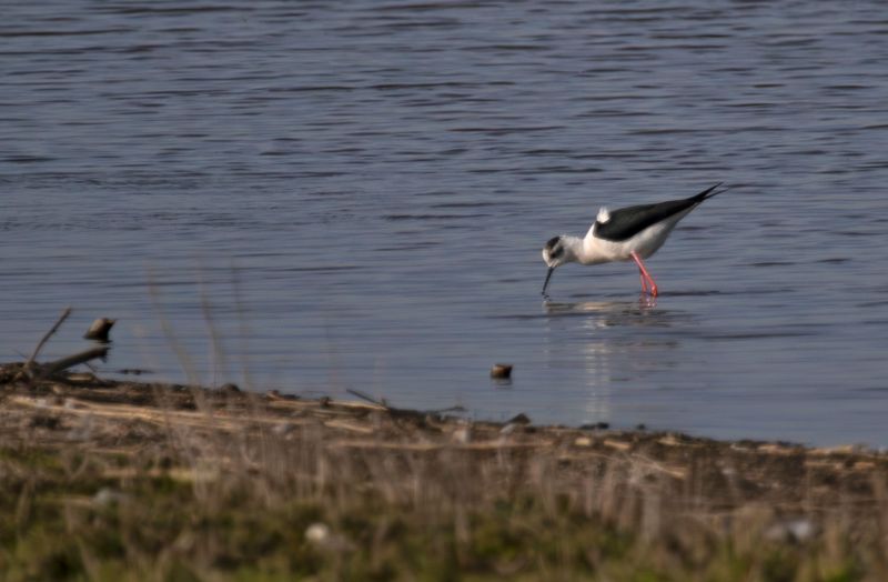 Black-winged Stilt (Himantopus himantopus) Berkel en Rodenrijs - Nieuwe Droogmaking (ZH)