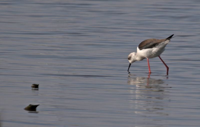 Black-winged Stilt (Himantopus himantopus) Berkel en Rodenrijs - Nieuwe Droogmaking (ZH)