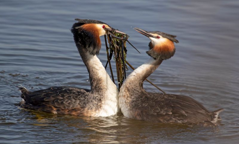 Great Crested Grebe (Podiceps cristatus) Berkel en Rodenrijs - Nieuwe Droogmaking (ZH)