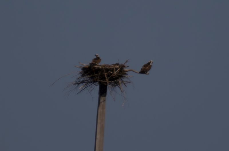 Osprey (Pandion haliaetus) Volkerakmeer - Slikken van de Heen West (ZL) 