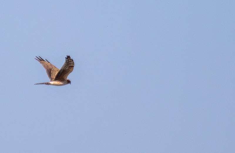 Pallid Harrier (Circus macrourus) Oud-Vossemeer - Stinkgat (ZL) 