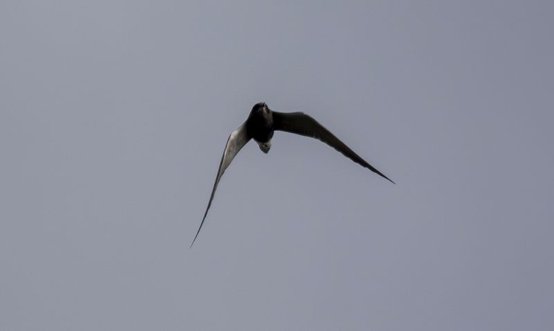 Black Tern (Chlidonias niger) Eendragtspolder - Zevenhuizen (ZH)