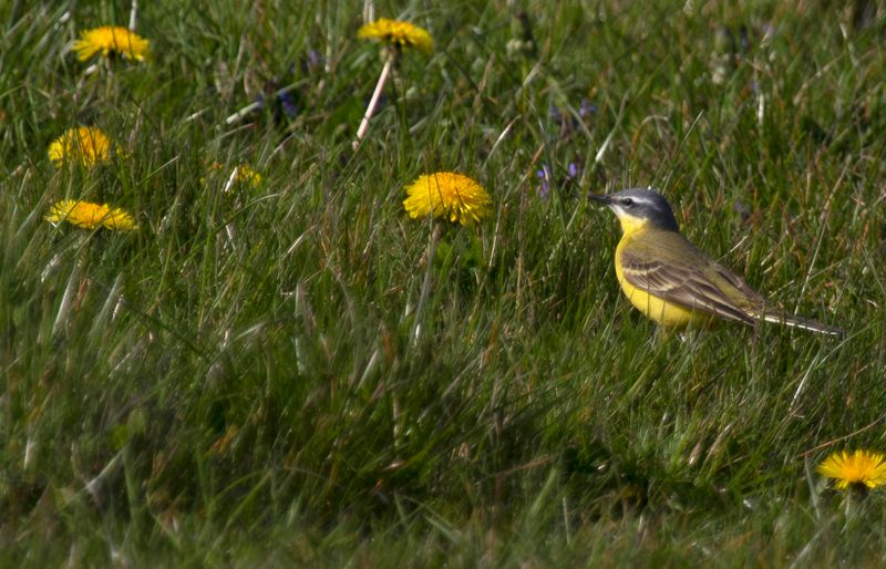 Western Yellow Wagtail (Motacilla flava flava) Eendragtspolder - Zevenhuizen (ZH)