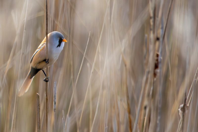 Bearded Reedling (Panurus biarmicus) Waterland - Volgermeerpolder (NH)