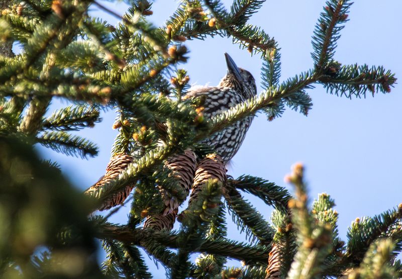 Northern Nutcracker (Nucifraga caryocatactes) Logbiermé Forêts, Ardennes, Belgium