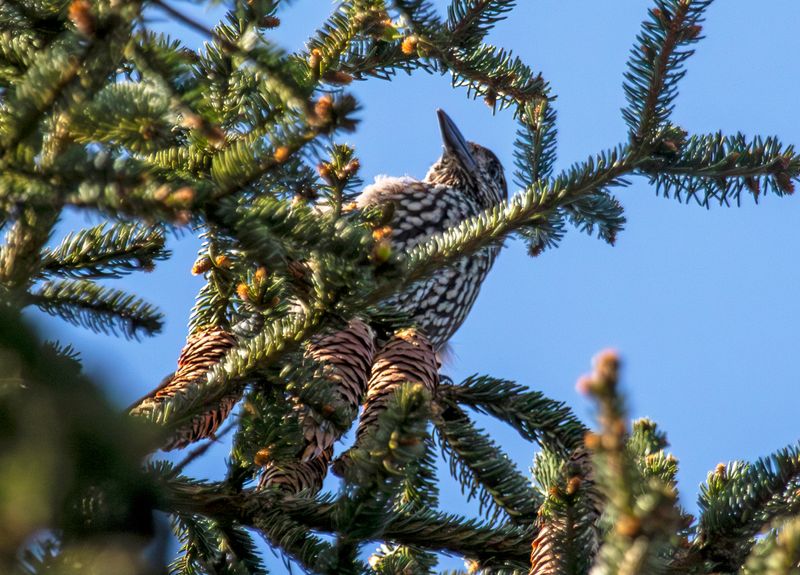 Northern Nutcracker (Nucifraga caryocatactes) Logbiermé Forêts, Ardennes, Belgium